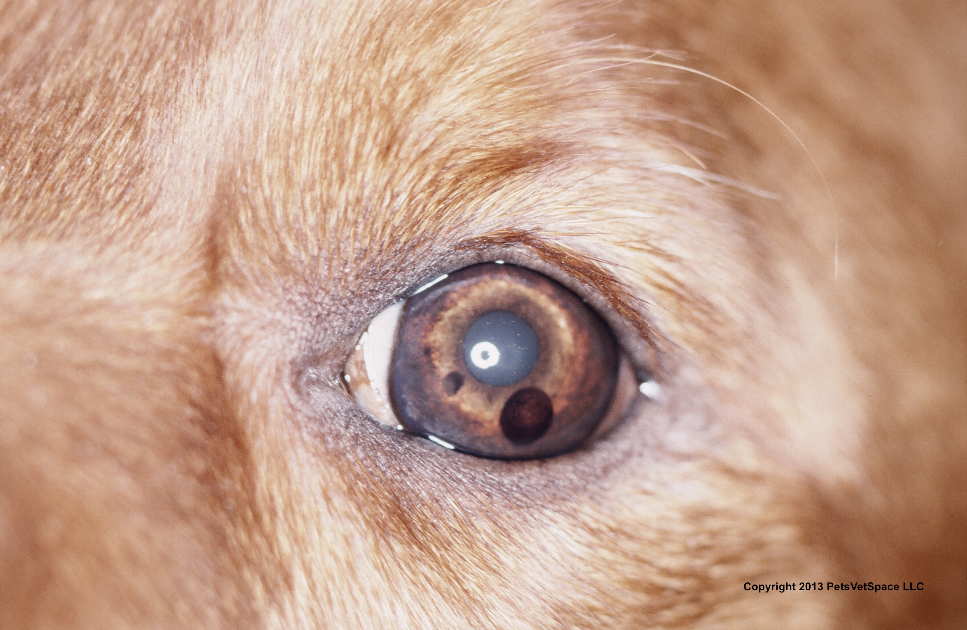 golden retriever cysts uveitis in dogs treatment search results dunia photo golden retriever cysts uveitis in dogs treatment search results dunia photo