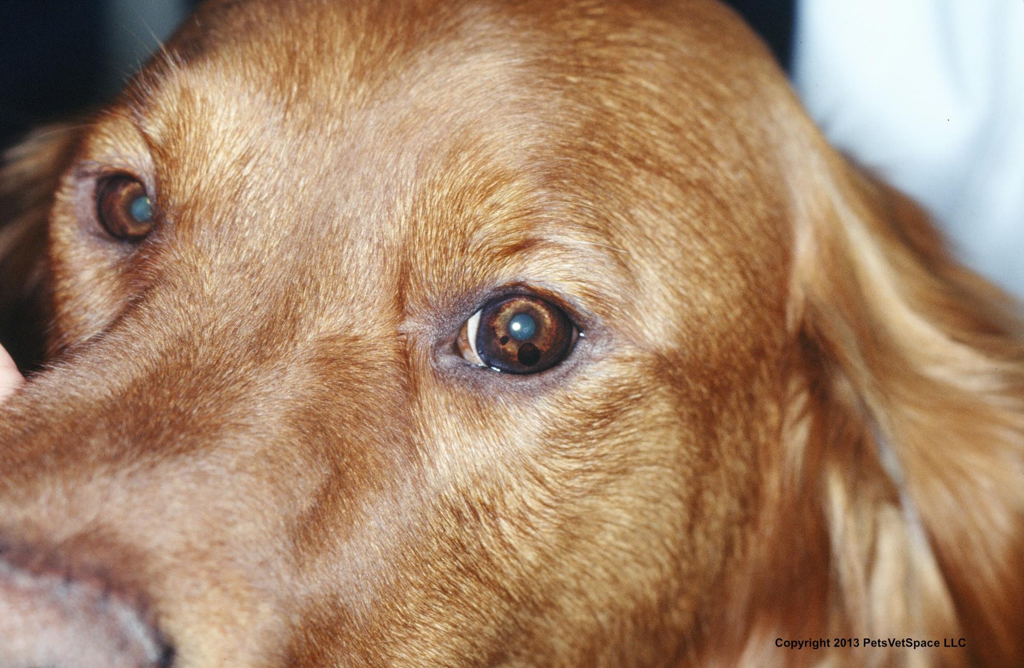 golden retriever cysts vetvine pigmented masses in anterior chamber golden retriever cysts vetvine pigmented masses in anterior chamber