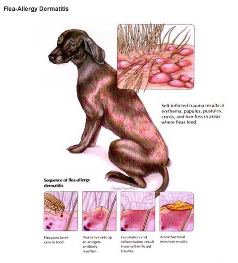 dog allergic dermatitis treatment
