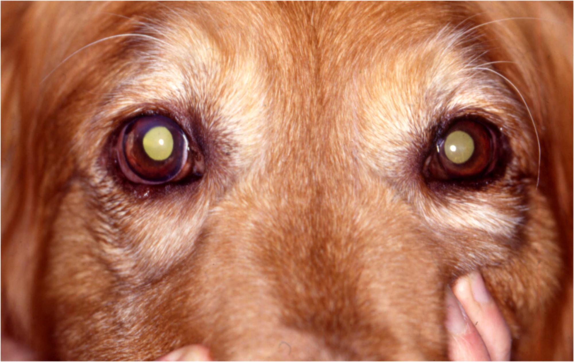 VetVine - Forum - Hyphema