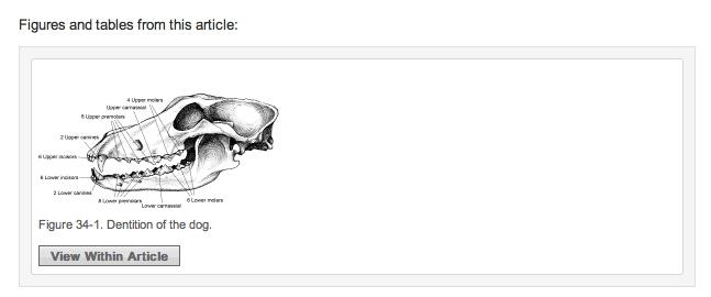 Canine Dentition