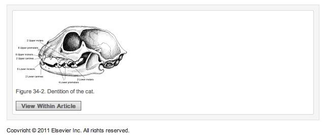 Feline Dentition