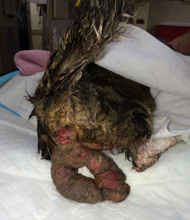 A wet dog with a wound on its back

AI-generated content may be incorrect.