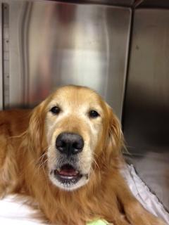 A dog lying in an elevator

AI-generated content may be incorrect.