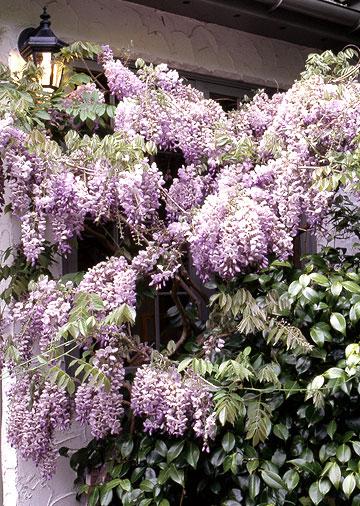 A close-up of a tree with purple flowers
AI-generated content may be incorrect.