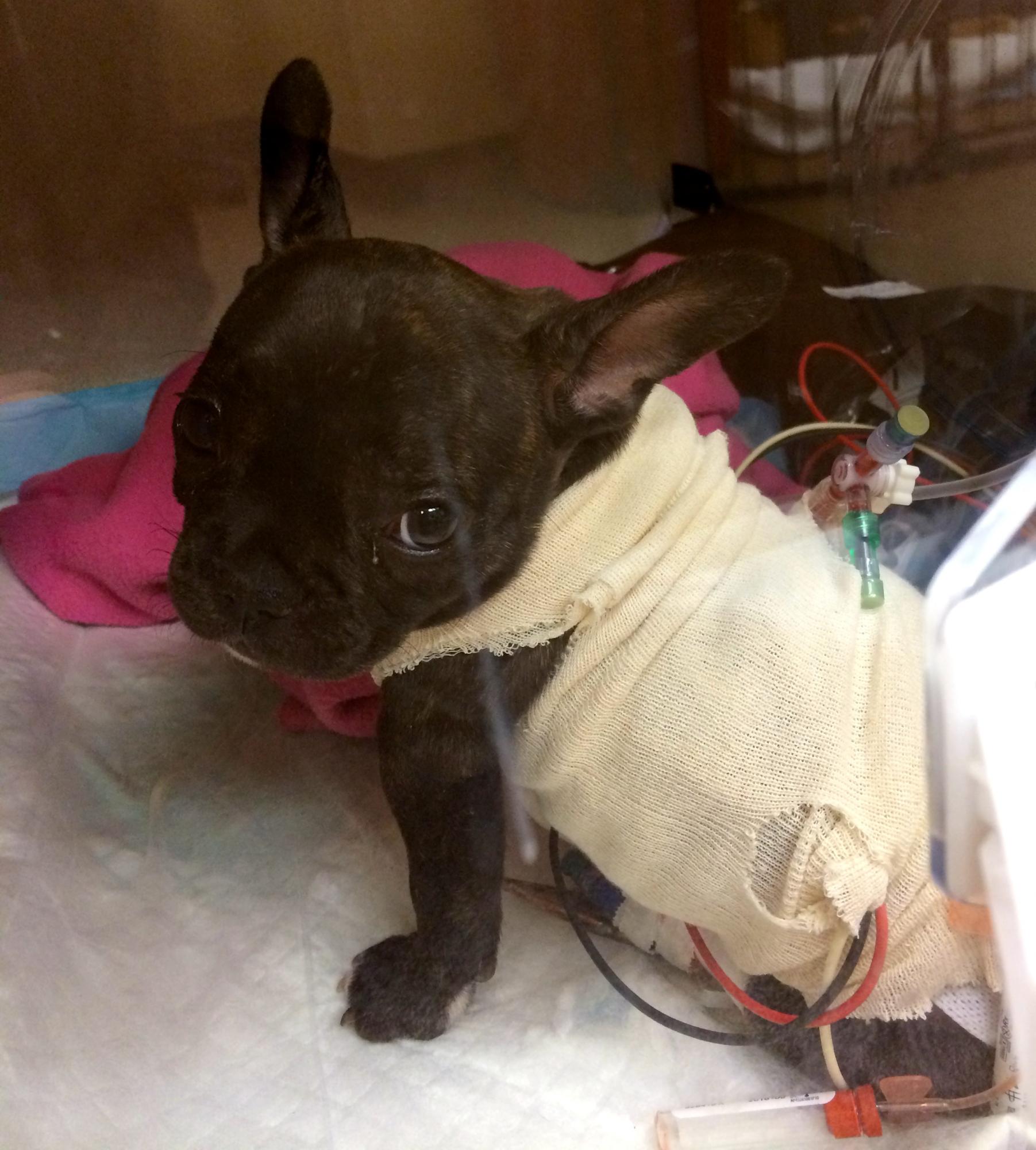 A dog wearing a bandage

AI-generated content may be incorrect.