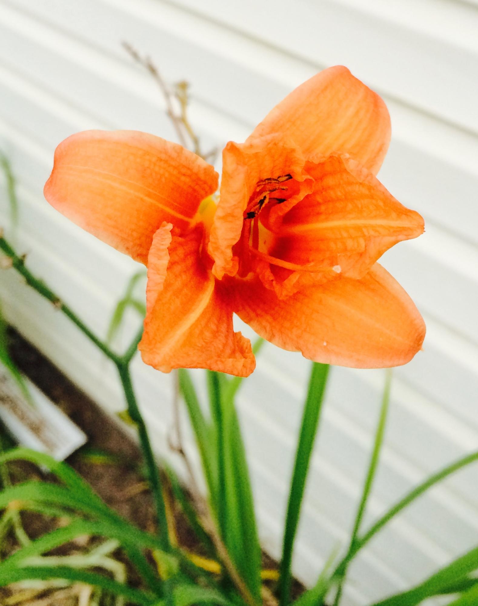 A close up of a flowerAI-generated content may be incorrect.